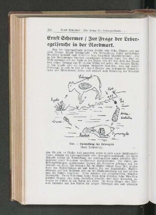 Entwicklung des Leberegels