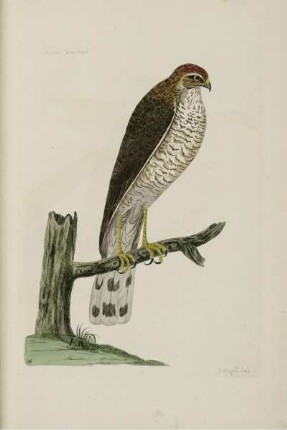 The Female Sparrow Hawk