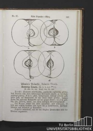 Nr. 67. Thouin's Reinette, Reinette Thouin.