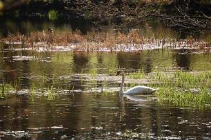 Ballenstedt - Schlosspark mit einem Schwan : Schwan im frühlingshaften Schlosspark von Ballenstedt, Sachsen-Anhalt, Park steht unter Denkmalschutz, 29 Hektar groß. Aufgenommen 2007