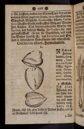 276-287, Colchicum album - Conyza
