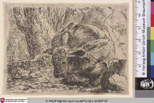 [Ein frontal zum Betrachter liegendes Rind; A Cattle Lying Frontal to the Observer]