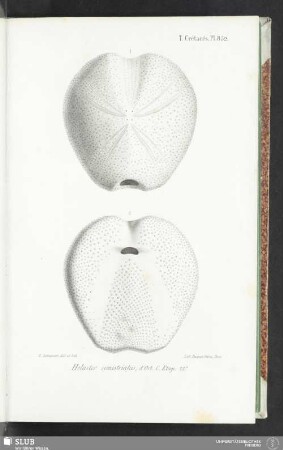 Pl. 852
