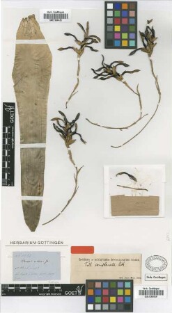 Tillandsia complanata Benth.