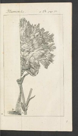 Tafel: Blumen-Trieb im Winter [...]