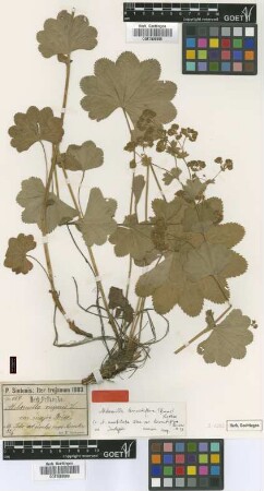 Alchemilla vulgaris L. var. major Boiss.
