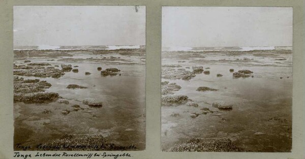 "Living coral reef at Springebbe."