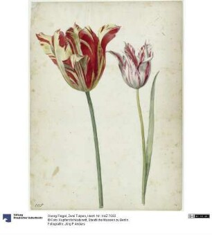 Zwei Tulpen