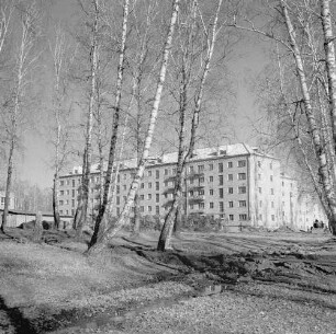 Krasnojarsk. Blick durch ein Birkenwäldchen zu einem Wohnblock