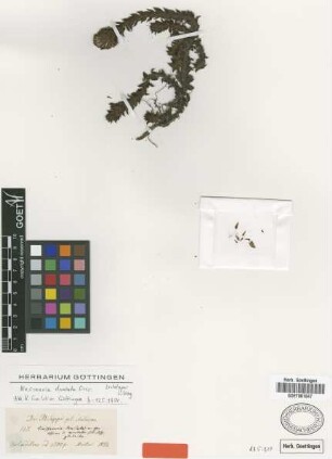 Nassauvia dentata Griseb. [lectotype]