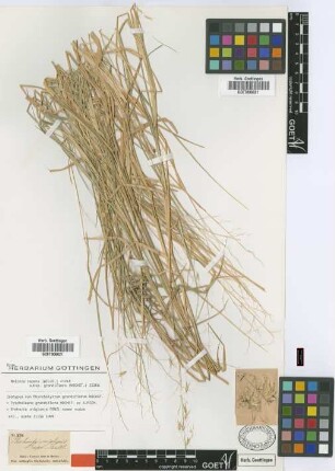 Rhynchelytrum grandiflorum Hochst. [isotype]