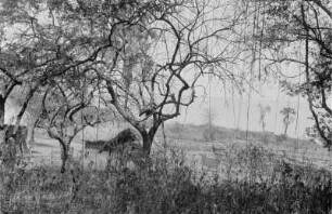 Rukwasee : Blick durch Lianen auf Pfahlbauhütten im Rukwasee