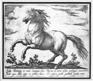 Galoppierendes Pferd : Tempesta, Antonio. Galoppierendes Pferd. Kupferstich; 14 x 16,4 cm. Dresden: Kupferstich-Kabinett A 98 192 in A 840, 3