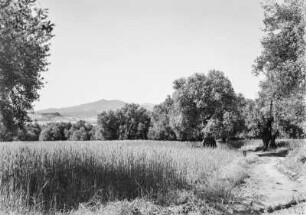 Landschaft : Blick über Weizenfelder zwischen großen Ölbäumen, im Hintergrund die Hänge des Djudjuragebirges.