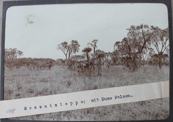 Masai steppe. Massai steppe with Dume palms