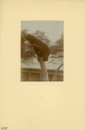 Dresden. Zoologischer Garten. Malaienbär (meist Helarctos malayanus, manchmal Ursus malayanus)