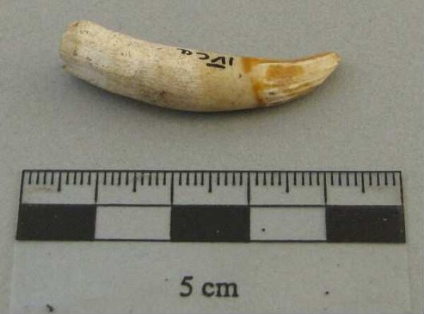 Animal tooth