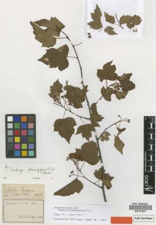 Mespilus phaenopyrum L.f. [type]