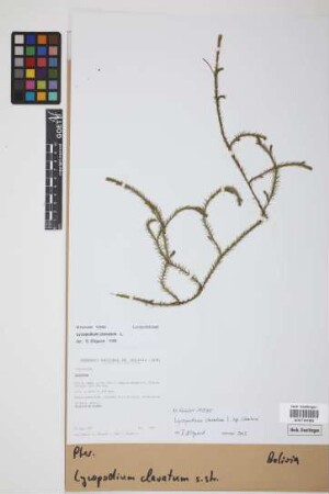 Lycopodium clavatum clavatum L.
