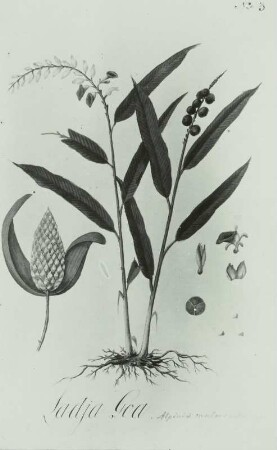 "Ladaja Goa" horonha. Icones plantarum javanicarum