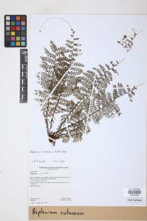 Asplenium rutaceum (Willd.) Mett.