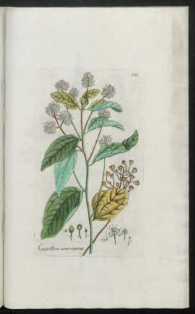 541. Ceanothus americanus