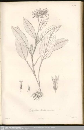 Symphytum Brochum, Bory et Chaub