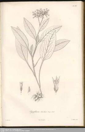 Symphytum Brochum, Bory et Chaub