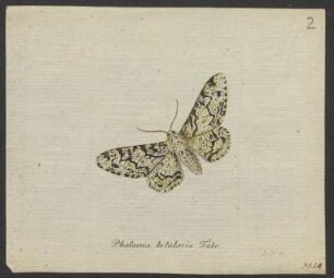 Phalaena. Lithosia. Pyralis. Tinea. Ypsolophus.