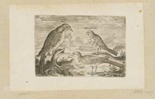 Lerche und zwei kleinere Vögel, Blatt 16 der Folge "Vögel"