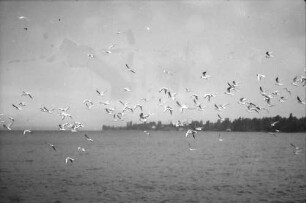 Untersee