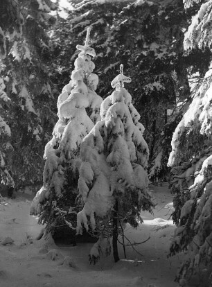 Winterbilder. Verschneite Nadelbäume