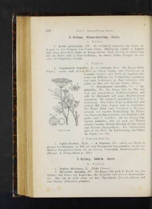 7. Gattung. Sellerie. Apium.