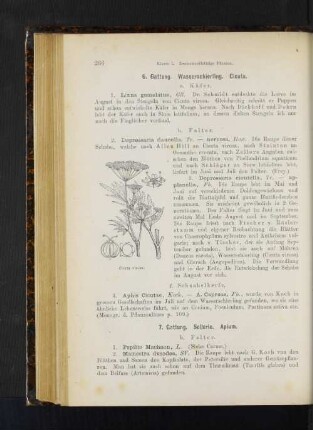 7. Gattung. Sellerie. Apium.
