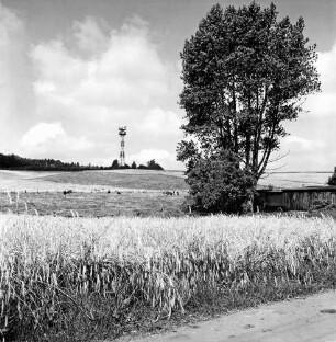 Klingberg: Blick auf den Fernmeldeturm: rechts Baracke mit Bäumen: hinten links Weide mit Rindern: vorn Getreidefeld