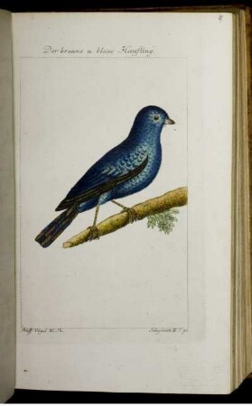 Der braune u. blaue Hænfling