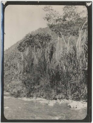 Playa-Vegetation am Río Sarampiuni bei Mapiri