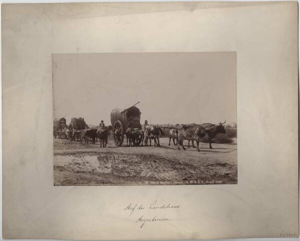 Ox cart on a country road