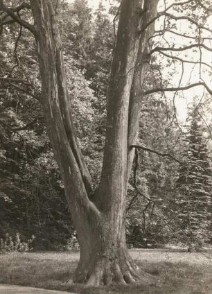 Naundorf-Hof. Schlosspark (M. 18. Jh. angelegt). Platane (Platanus) nordwestlich vom Neuen Schloss