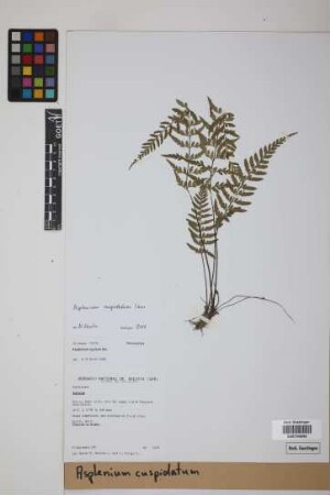 Asplenium cuspidatum Lam.