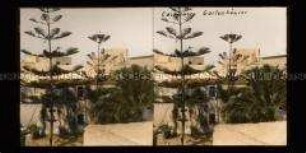 Garten mit Palmen und Araukariengewächs in Casablanca