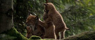 Der wilde Wald - Natur Natur sein lassen