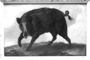 Keiler (von rechts) : Keiler (von rechts). Öl? auf Holz (wohl 1630/1684; C. Schiebling und C. Wiebel zugeschrieben). Radebeul, Hoflößnitz, Berg- und Lusthaus, Berg- und Lusthaus, Wohnraum des Kurfürsten