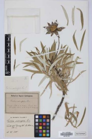Carlina salicifolia (L.f.) Cav.