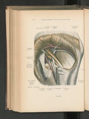 Fig. 601. Foramen ischiadicum majus und minus von außen.