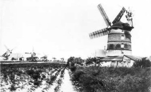 Mühlberg/Elbe. Turmholländer, im Hintergrund drei Bockmühlen, vor 1945, Repro
