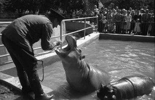 Fütterung der Nilpferde im Karlsruher Zoo.