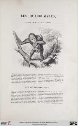Les quadrumanes, premier ordre des mammifères