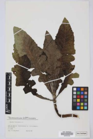 Sonchus fruticosus L.f.