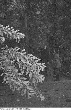 Dresden, Pillnitz. Versuchsanstalt? Mimosen, Januar 1954